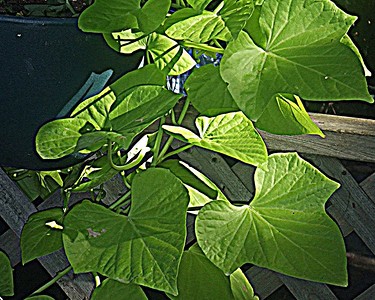 Sweet Potato Vine on the Deck