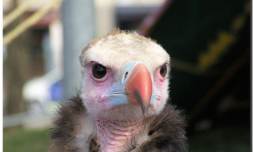 Vulture / Buitre Vulture / Buitre