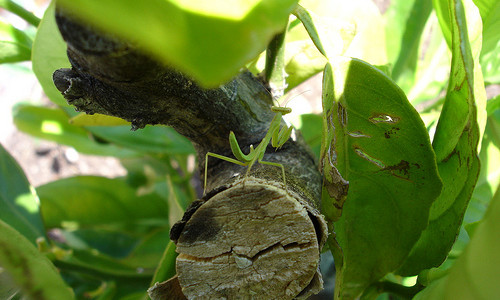 Praying Mantis five 2010 Orange Tree1