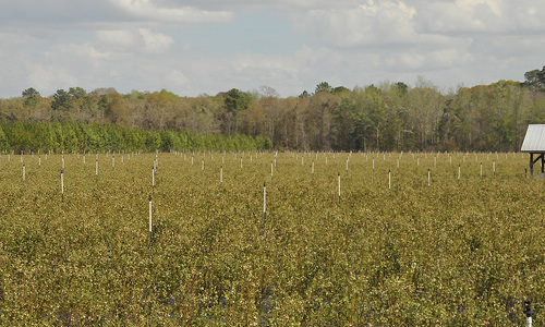 Island Grove with blueberries in Florida